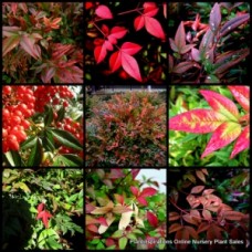 Nandina Moon Bay x 1 Plant Heavenly Bamboo Gulf Stream Hedging Winter Red Purple Colour Foliage White Flowers Shrubs Hardy Frost Moonbay domestica