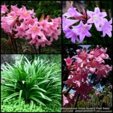 Belladonna rosea Lily Plant in pots x 1 Pink flowering Naked Lady Plants Hardy Frost/Wind/Full Sun/Drought Resistant Bulbs Lilly