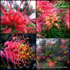Grevillea Robyn Gordon 1 Plants Native Red Yellow Flowers Shrubs