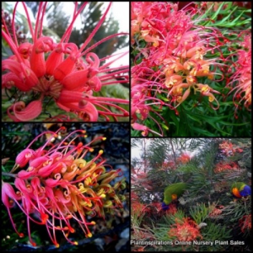 Grevillea Robyn Gordon 1 Plants Native Red Yellow Flowers Shrubs