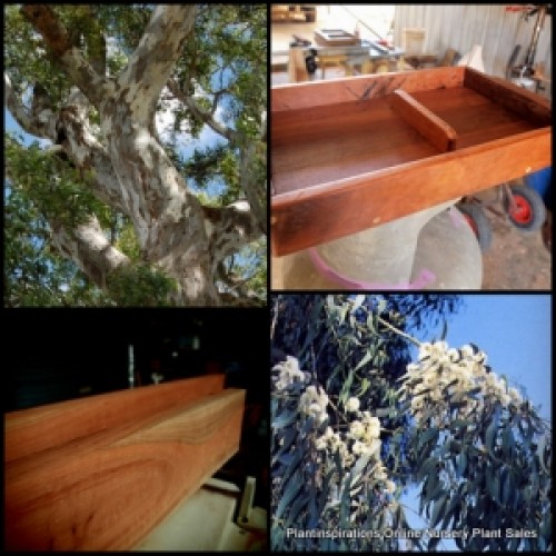 Eucalyptus River Red Gum x 1 Plant Hardy Native Trees Fast Growing Firewood Shade Farm Timber Bird Attracting camaldulensis