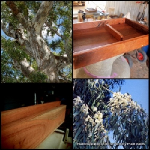 Eucalyptus River Red Gum 1 Plants Native Trees Fast camaldulensis