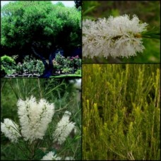 Bracelet Honey Myrtle 1 Plants Melaleuca armillaris Native Trees