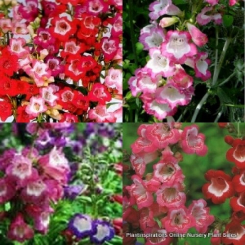 Penstemon Mixed x 6 Plants 3 Types Beard Tongue Cottage Garden Flowering Shrubs Plants Perennial Evergreen Hardy Frost Tough Rockery Borders