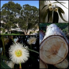 Dwarf Tasmanian Blue Gum Trees x 1 Eucalyptus globulus nana Hardy Native Plants Soft yellow flowering Bird attracting Fast
