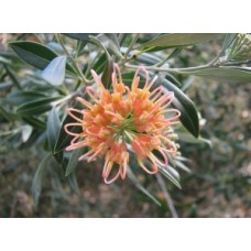 Grevillea Apricot Glow x 1 Plants Native Shrubs Red Golden Flowerin olivacea