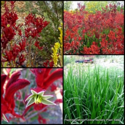 Kangaroo Paw Red x 1 Plants Australian Native Grass Hardy Shrubs Flowering Grasses Garden Drought Flowers Anigozanthos flavidus