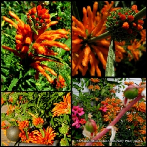 Lions Tail Orange x 1 Plant Wild Dagga Hardy Flowering Garden Shrubs Fast African Paw Ear Flowers Cottage Pot Balcony Leonotis leonurus