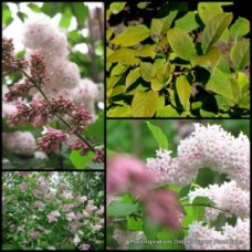 Wolf's Korean Lilac Panicles x 1 Plants Soft Pale Pink flowers clusters Cottage garden shrubs Syringa wolfii Manchurian Iavan