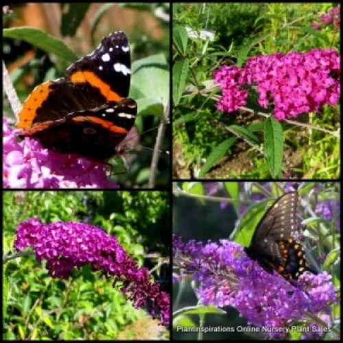 Buddleia Royal Red x 1 Butterfly Bush Shrubs Scented Mauve Flowering Garden Hardy Shrubs Plants Flowers Buddleja davidii