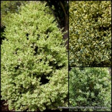 Variegated English Box 1 Plants Formal Hedge Buxus sempervirens variegata