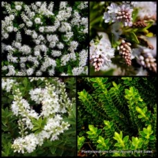 Hebe buxifolia Box Leaf x 1 Plants White Flowering Hedging Veronica Hedge Border Hardy Boxwood Flowers Shrubs Cottage Garden Hedging