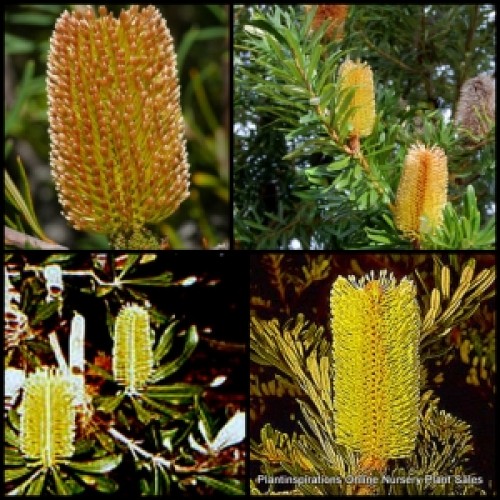 Silver Banksia x 1 Native Garden Plants Shrubs Trees Yellow Gold Flowering Honeysuckle Golden Flowers Hardy marginata Cones