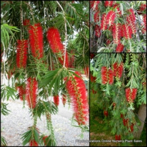 Bottlebrush Dawson River Weeper x 1 Plant Native Trees Shrubs Red Flowering Hedge Border Hardy Plants Drought Callistemon viminalis