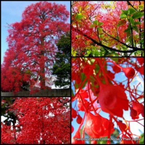 Illawarra Flame Tree 1 Plants Native Kurrajong Brachychiton acerfolius Illawarra Flame Tree 1 Plants Native Kurrajong Brachychiton acerfolius