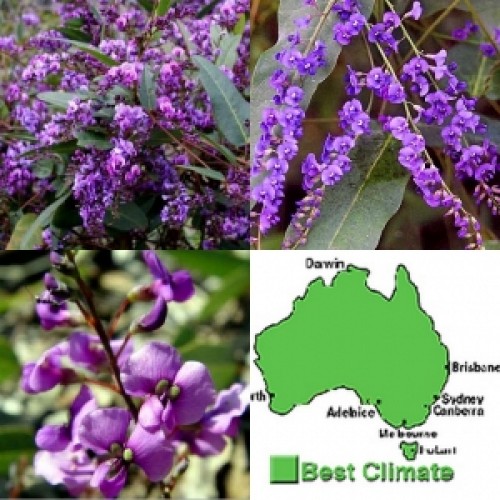 Hardenbergia Mini Ha Ha 1 Plants Native VInes Climbing violacea