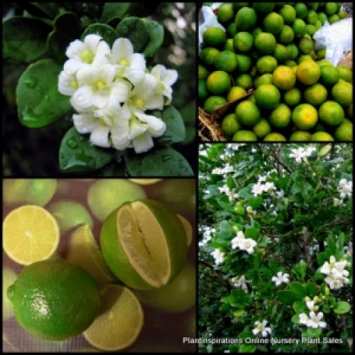Sweet Colombian Lime Treesx 1 Plants Fruiting Scented Flowering Edible Herb Garden Columbian Fruit White Flowers Herbal Citrus aurantifolia