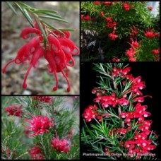 Grevillea Clearview David x 1 Plant Pink Flowering Hardy Native Garden Shrubs Hedging Screening Hedge Screen Rockery rosmarinifolia