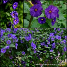 Blue Potato Bush x 1 Plants Hardy Purple Flowering Screening Vine Climbing Cottage Garden Lycianthes Solanum rantonnetii