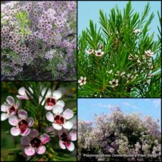 Geraldton Wax Meringer Mist1 Plants Pink Flowers Chamelaucium uncinatum Native