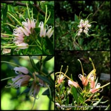 Grevillea Forest Rambler x 1 Plant Native Garden Plants Shrubs Bush Yellow Pink Flowering Hedge Hardy Drought Frost Bird Attracting hybrid shiressii juniperina