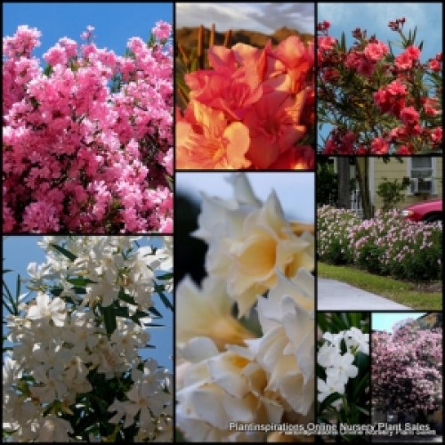 Oleander Mixed x 5 Plants 3 Types Flowering Garden Shrubs Flowers Hedging Double Flowering Plants Garden Hardy Drought Frost Nerium