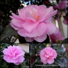 Camellia Enid Alice x 1 Sun Tolerant sasanqua Light to soft Pink Flowering Garden Plants Shrubs/Small trees Also Shade Screen Border Courtyard Balcony 