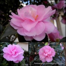 Camellia Enid Alice x 1 Plants Sun Tolerant Light Soft Pink Flowering Garden Shrubs Small Trees Shade Screen Border Courtyard Balcony sasanqua