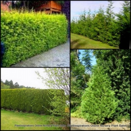 Conifer Castlewellan Gold x 1 Cypress Trees Plants Hedge Screen Hedging Garden Cupressocyparis leylandii