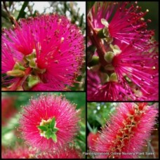 Bottlebrush Candy Pink x 1 Plant Flowering Native Bottle Brush Shrubs Trees Plants Hedge Bird Attracting Hardy Drought Tough Callistemon Hybrid