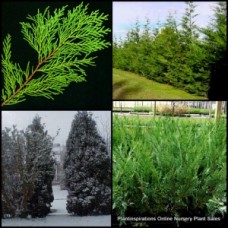 Conifer Leightons Green x 1 Plants Cypress Trees Hedge Screen Fast Hardy Cupressocyparis leylandii