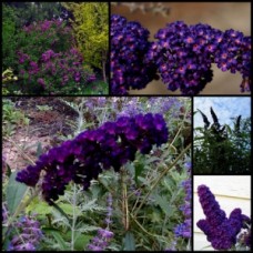 Buddleia Black Knight x 1 Plant Butterfly Bush Dark Purple Flowering Shrub Small Tree Hedging Hedge Cottage Garden Plants Buddleja davidii