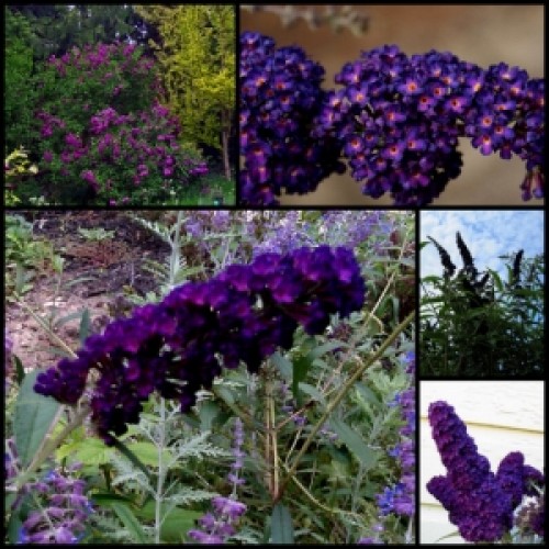 Buddleia Black Knight x 1 Plant Butterfly Bush Dark Purple Flowering Shrub Small Tree Hedging Hedge Cottage Garden Plants Buddleja davidii