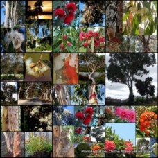 Eucalyptus Mixed Pack x 100 Gum Trees 5 Random Types Australian Native Plants Bush Bird Attracting Evergreen Firewood Hardy Drought Frost Tough