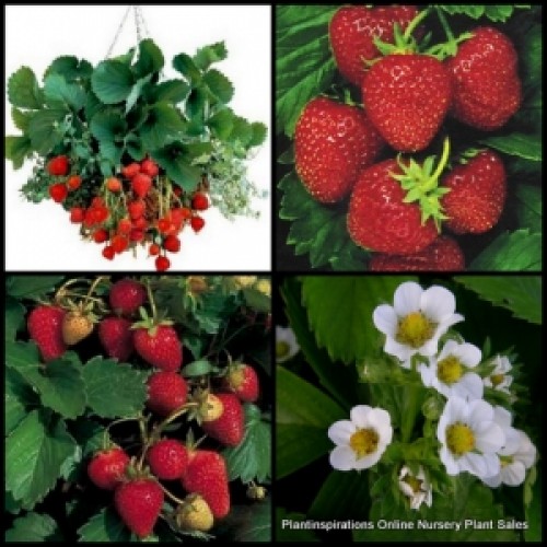 Strawberry Temptation x 1 Plant Sweet Fruiting Patch Fruit Herb Garden Strawberries White Flowers Hanging Basket Fragaria x ananassa