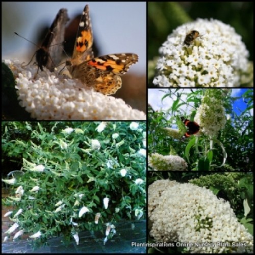 Buddleia Snow White Profusion x 1 Butterfly Bush Shrubs Scented Flowering Buddleja davidii Garden Plants Flowers