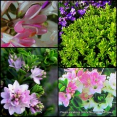 Hebe Wiri Cloud x 1 Bush Pink Long Flowering Plants Hardy Hedge Veronica Small Leaf Shrubs Flowers Cottage Garden Rockery Border Pot