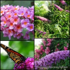Buddleia Pink Profusion 1 Plants Scented Flowering Shrubs davidii