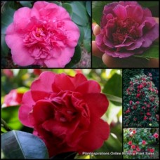 Camellia Dona Herzilia de Freitas Magalhaes x 1 Purple Flowering Shade Garden Plants Flowers Donna Shrubs Small Trees japonica