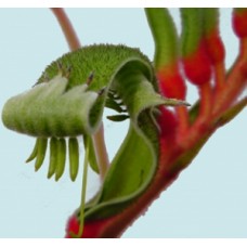 Kangaroo Paw BiColor 1 Plants Anigozanthos manglesii paws Red and Green