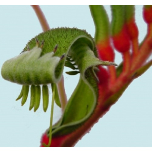 Kangaroo Paw BiColor 1 Plants Anigozanthos manglesii paws Red and Green