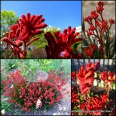 Kangaroo Paw Bush Ranger 1 Plants Native Shrubs Anigozanthos flavidus humilis Kangaroo Paw Bush Ranger 1 Plants Native Shrubs Anigozanthos flavidus humilis