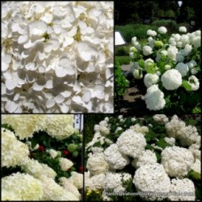 Hydrangea Annabelle x 1 Plant Mophead White Flowers Sun Shade Cottage Garden Plants Shrubs Flowering Border Hortensia arborescens