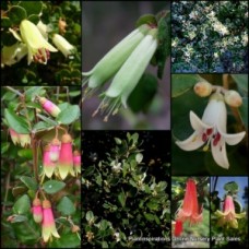 Correa Mixed x 8 Plants 4 Types Native Fuchsia Native Garden Hardy Flowering Shrubs Rockery Border Alba Decumbens Reflexa Glabra