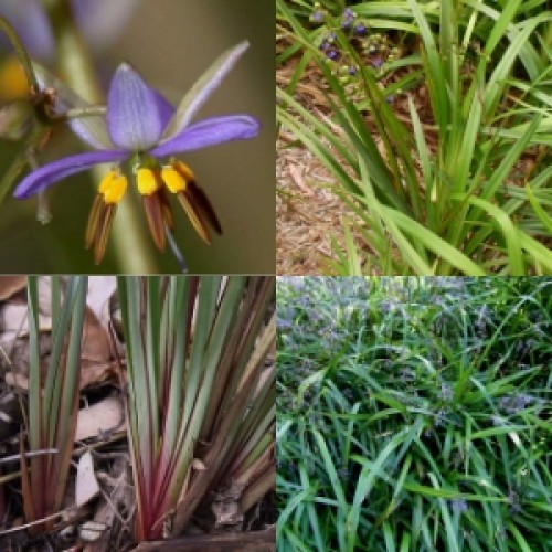 Dianella Mixed Pack 3 Types x 8 Australian Native Grasses Plants Flax Lily Garden Flowers Hardy Drought Frost