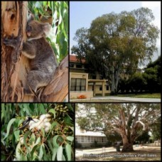 Eucalyptus Manna Gum x 1 Plant Ribbon Native Trees Hardy White Flowering Plants Koala Bird Attracting Tall Fast Growing Firewood viminalis