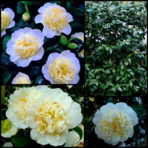 Camellia Brushfield's Yellow 1 Plants Flowering Shrubs japonica