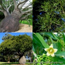 Brachychiton rupestris Queensland Bottle Trees x 1 Native Hardy Native Plants Kurrajong QLD Succulent Drought Tough Animal Fodder food 