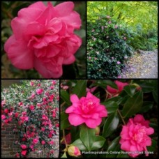 Camellia Sparkling Burgundy x 1 Plant Deep Pink Double Flowering Shrubs Full Sun Shade Hedge Screening hiemalis sasanqua 