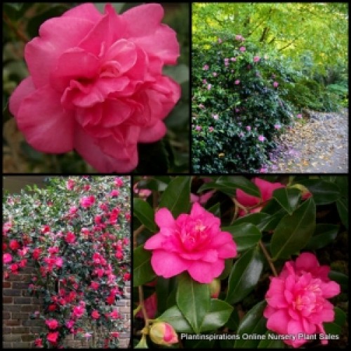 Camellia Sparkling Burgundy 1 Plants Pink Double Flowering Shrubs sasanqua 